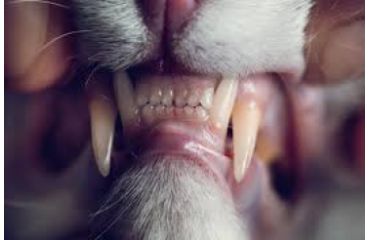 Actualităţi privind diagnosticul gingivostomatitei la pisică – studiu bibliografic